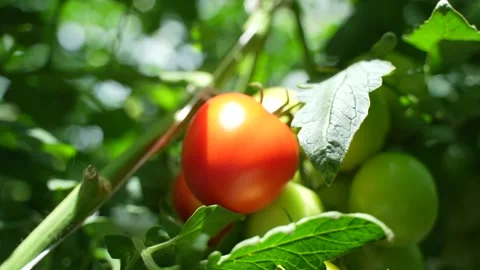 Hand inspects cluster of ripe red and green tomatoes growing on vine in sunny Stock Footage 320400492