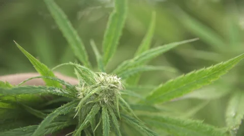 Hand inspects Marijuana bud Stockbeeldmateriaal 37256516
