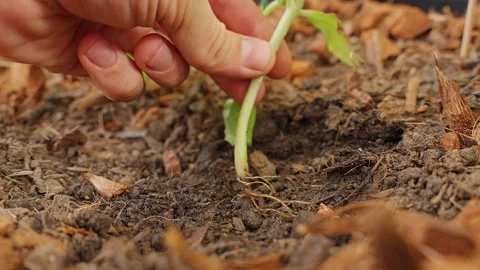 Hand Inspects a Severely Wilted Melon Leaf After Pest Damage, Showing Plant Stre 스톡 동영상 342598577