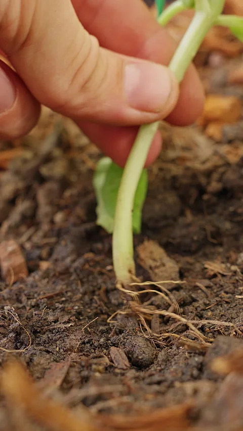 Hand Inspects a Severely Wilted Melon Leaf After Pest Damage, Showing Plant Stre 스톡 동영상 342598768
