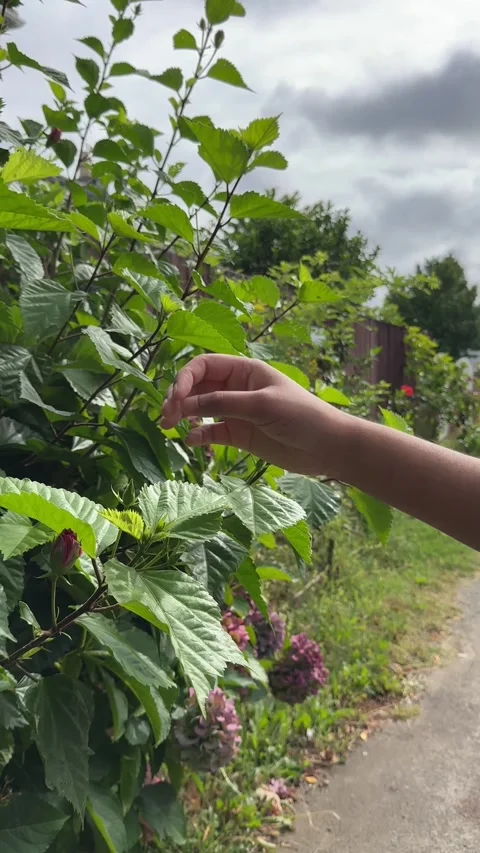 Hand Interacting with Green Leaf in Natural Light Stock Footage 330287236
