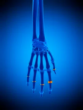 Hand joint capsules, illustration Stock Illustration