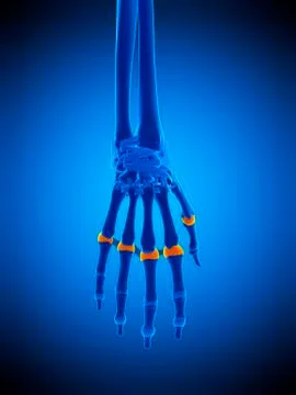 Hand joint capsules, illustration Stock Illustration