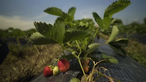 Hand of kid in focus while picking ripe red strawberries fruits, field close-up Video stock 90484145