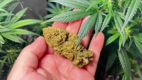 Hand large marijuana flower bud in grow room, Medical marijuana cultivation Stock Footage 165773266