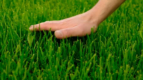 Hand on the lawn grass. Selective focus. Stock Footage 258679295