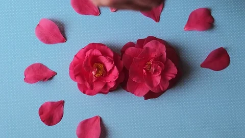Hand lays out a frame of petals around the flower number 8. Top view Stock Footage 234822813