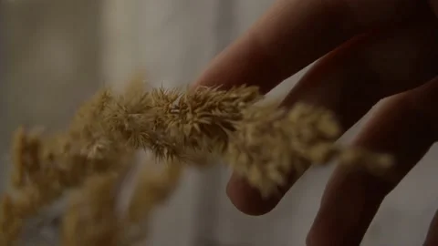Hand leads the ear Stock Footage 236390517