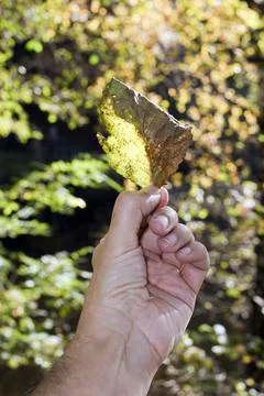 Hand leaf autumn concept Stock Photos