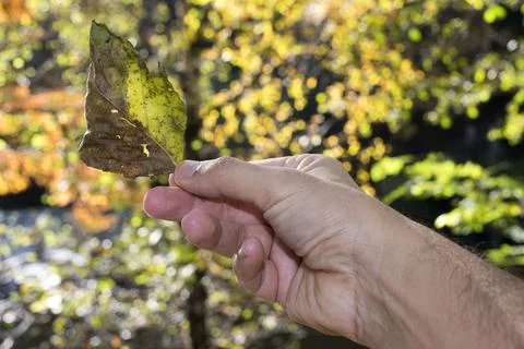 Hand leaf autumn concept Stock Photos