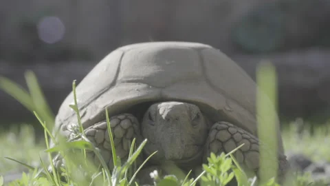 Hand leaves turtle in the grass Stock Footage 138961932