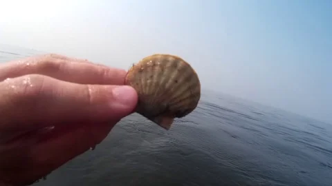 Hand lifted a living shell from the bottom - sea scallops Stock-Footage 125841196