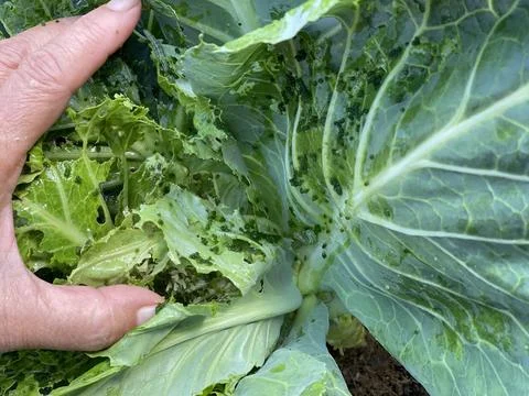 Hand Lifting Cabbage Leaf To Show Severe Pest Frass And Damage Holes Stock Photos