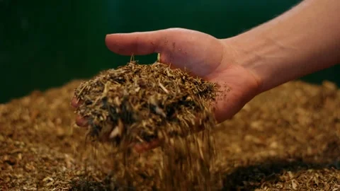 Hand Lifting Dry Wood Chips From Biomass Heap, Storage Bunker, Macro Detail Stock Footage 341297585