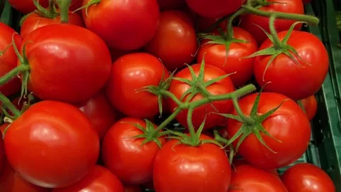 Hand Lifting Fresh Tomatoes on the Vine Video stock 342498401