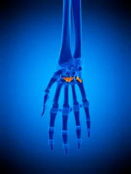 Hand ligaments, illustration Illustrazione stock