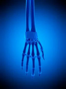 Hand ligaments, illustration Stock Illustration