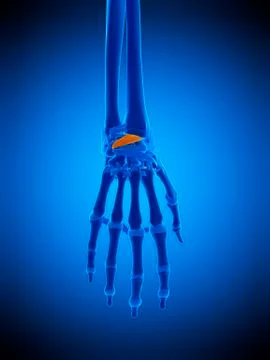 Hand ligaments, illustration Stock Illustration