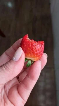 Hand with light colored painted nails holding a bitten, juicy, ripe strawberr Foto stock
