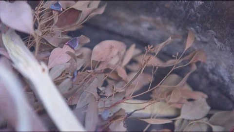 Hand lighting up dry leaves and wood in the pit Stock Footage 76139716