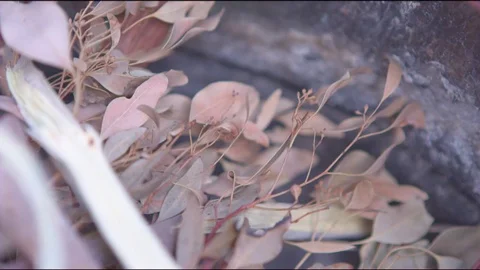 Hand lighting up dry leaves and wood in the pit Stock Footage 76139729