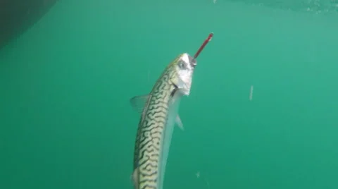 Hand Line Catching Fresh Mackerel Underwater View Stock Footage 48386159