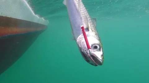 Hand line catching Mackerel Underwater Stock Footage 48460235