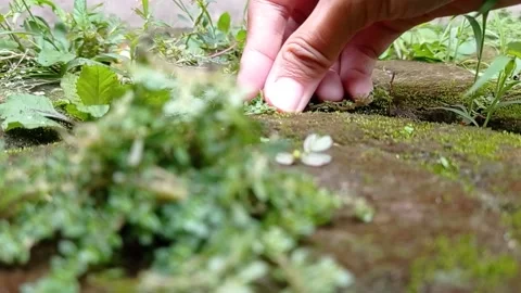 A hand looking for an ant in the garden Stock Footage 149958023