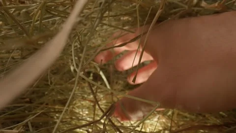 Hand looking for a needle in a haystack. Macro photography. Stock Footage 265088182