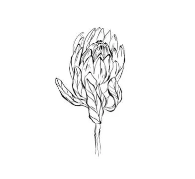 Hand made vector abstract graphic ink peony flower head isolated on white Stock Illustration