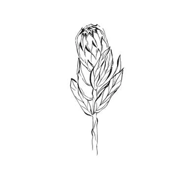 Hand made vector abstract graphic ink peony flower head isolated on white Stock Illustration