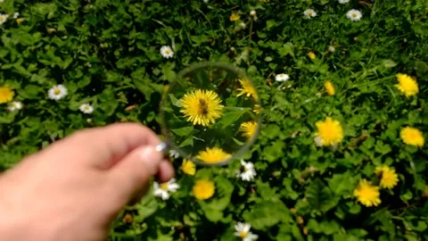 Hand with magnifier watching bee pollinating dandelion flowers in the grass Stock Footage 153316715