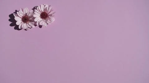 Hand making a pattern out of the purple chrysanthemum flowers Stock Footage 220413878