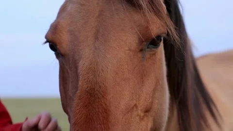 Hand of man brushing insects off the muzzle of a brown horse. Close up 動画素材 169440153