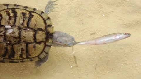 The hand of a man to feed fish to a wild, predatory turtle. Stock Footage 246452592
