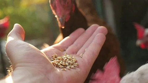 A hand of man feeds a chicken outside. Stock Footage 71041865