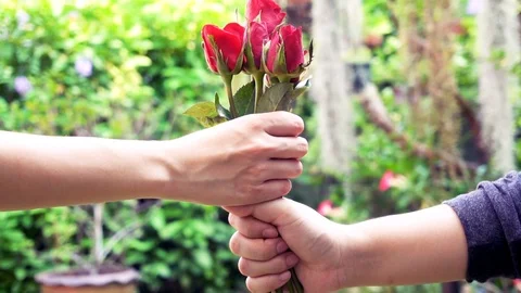 Hand of man giving a red rose to woman.Valentine’s day gift concept Stock Footage