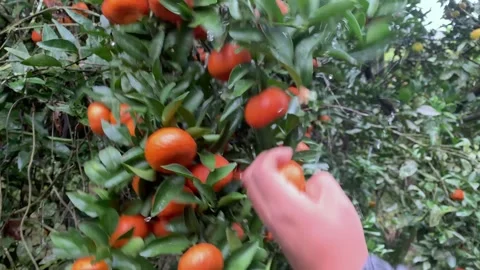 Hand of man harvesting orange. Stock Footage 242143342