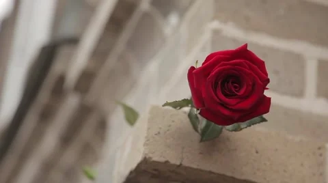 Hand man picks up a red rose from the ledge stone house Stock Footage 64290767