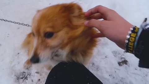 Hand of a man playing with a dog during winter season Stock Footage 171244309