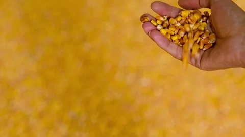 The hand of a man pouring corn grain against the background of a large pile.. Stock Footage 328830905
