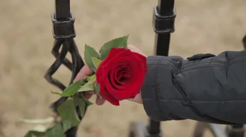 Hand man pulls out the Crimson rose of iron fences 库存影片 64290444