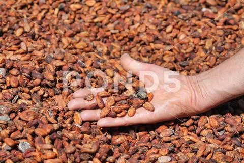 Hand of man raises cocoa beans stretched out in the sun Stock Photos