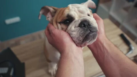 Hand man stroking beautiful white brown english bulldog sitting on table dog Stock Footage 314020235