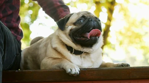 Hand of a man stroking his dog in sunny park. Funny wrinkless muzzle of pug in Video stock 117349670