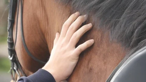 Hand of man stroking neck of horse. Arm of jockey caresses and petting stallion Stock Footage 72141940
