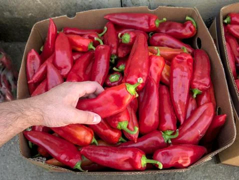 Hand of a man taking a red pepper from a cardboard box, view from above Foto stock