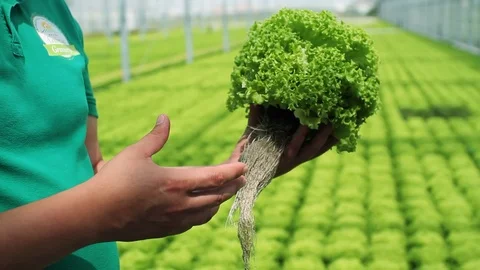 Hand man talk hold about lettuce located in broad glass-house hydroponics Stock Footage 99414828