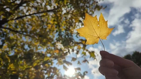 Hand with maple leaf against autumnal color tree. Hand with maple leaf against Stock Footage 252414970