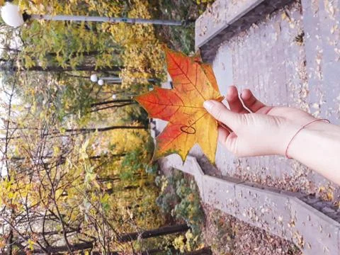 Hand with maple leaf 写真素材